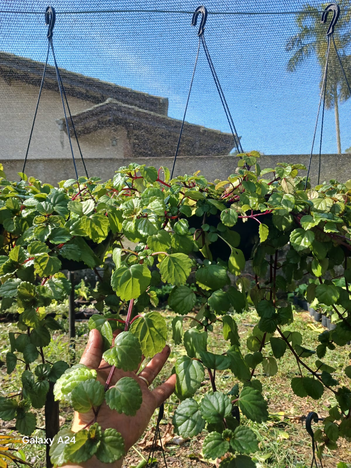 Plantas FAMIGU